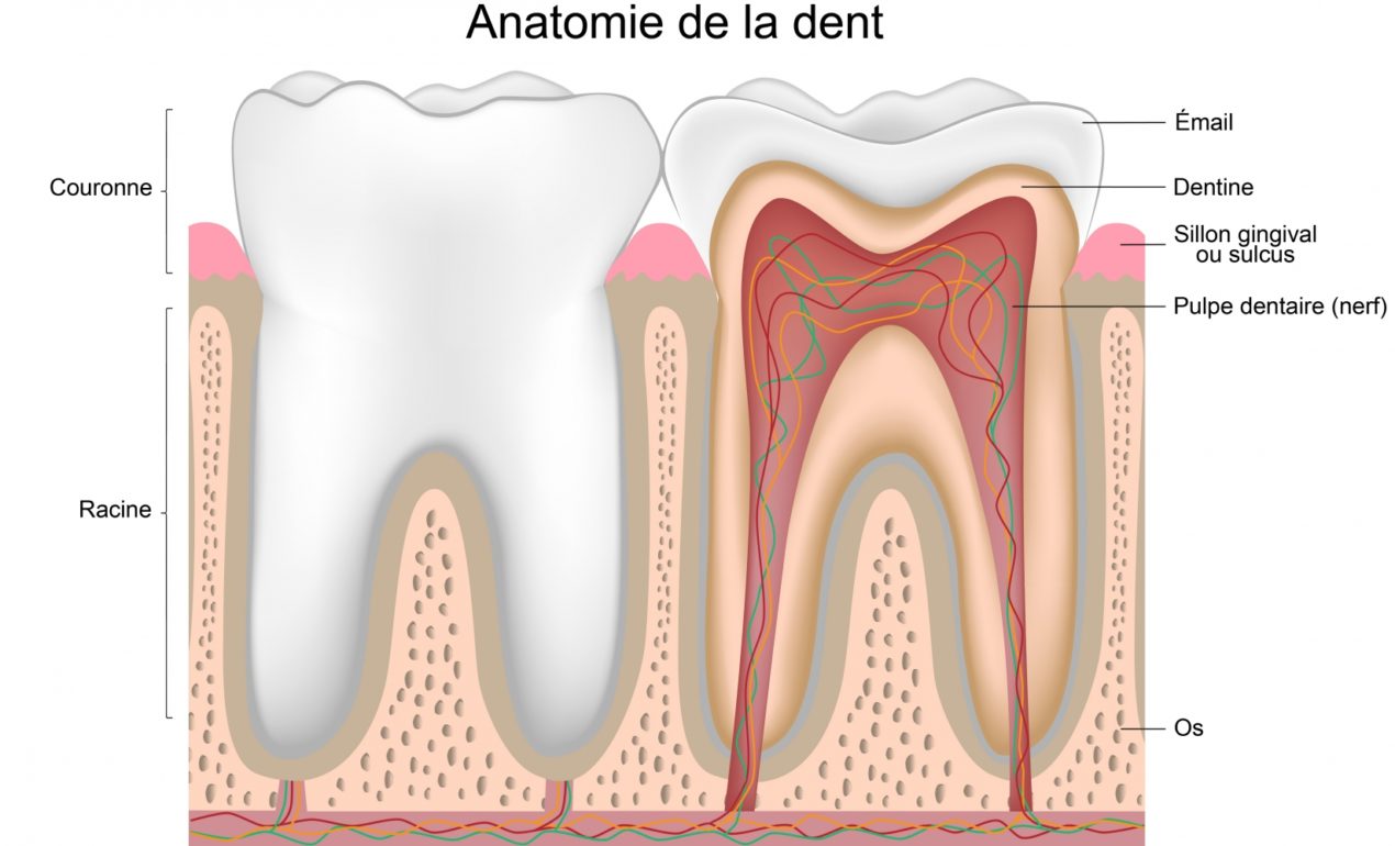 anatomie_dent