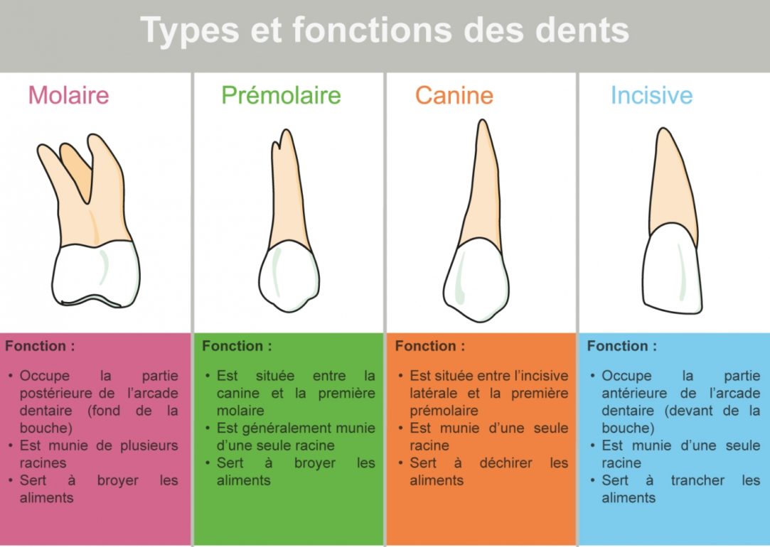 type-dents